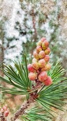 Sprouting Pine Tips on a Dusty Olive Wall with Sharp Focus Detail