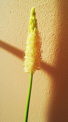 Elegant Yellow Flower Against Muted Tan Wall with Soft Shadows