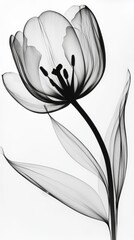 Elegant Black and White Silhouette of a Tulip Flower and Petals