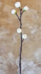 Fototapeta premium Elegant White Flower Stem Against Muted Tan Wall Background