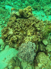 Fototapeta premium Soft corals (Sarcophyton sp.) at a coral garden found during scuba diving at Tubod Beach in a coral garden, Siquijor, Negros, Philippines 