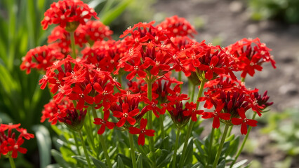 Vibrant Red Flowers Blooming in a Sunny Garden.