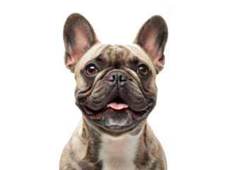 Adorable, expressive French Bulldog with a brindle coat and large, bat-like ears is captured in a close-up portrait, playfully smiling with a slightly open mouth, isolated on transparent background.