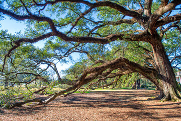 Famous Oak Alley Plantation in Louisiana with tree-lined avenue and preserved historic house