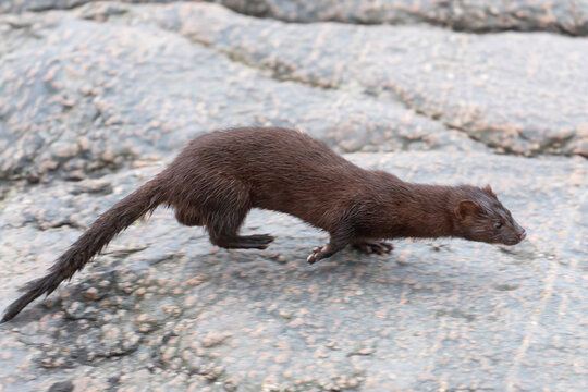 Der amerikanische Nerz (Mustela vison) ist ein anmutiges Raubtier, das am Meer in Norwegen bei Bod&oslash; im Nordland lebt. Zwischen den Felsen des Vestfjords sucht er geschickt nach Nahrung.