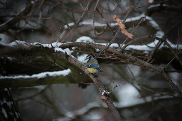 Blue Tit in a Winter European Forest