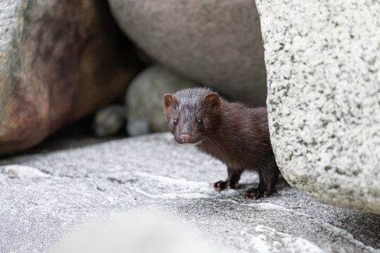 Der amerikanische Nerz (Mustela vison) ist ein anmutiges Raubtier, das am Meer in Norwegen bei Bod&oslash; im Nordland lebt. Zwischen den Felsen des Vestfjords sucht er geschickt nach Nahrung.
