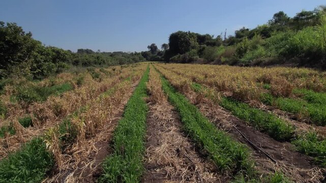 A multicrop agriculture field features alternating rows of lush green wheat crop and golden, dry ginger mature crop using intercropping method under a blue sky, bordered by a tree-covered hillside.