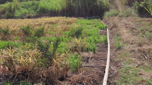 Vibrant multicrop field sustained by modern drip irrigation, a modern farming marvel ensuring precise water usage. Drip irrigation is highly effective for crops like sugarcane, wheat, and ginger.