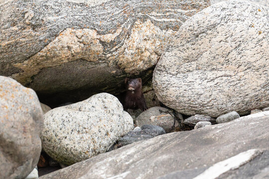 Der amerikanische Nerz (Mustela vison) ist ein anmutiges Raubtier, das am Meer in Norwegen bei Bod&oslash; im Nordland lebt. Zwischen den Felsen des Vestfjords sucht er geschickt nach Nahrung.