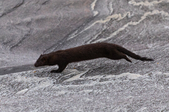 Der amerikanische Nerz (Mustela vison) ist ein anmutiges Raubtier, das am Meer in Norwegen bei Bod&oslash; im Nordland lebt. Zwischen den Felsen des Vestfjords sucht er geschickt nach Nahrung.