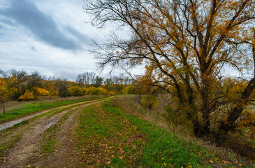 Obraz premium beautiful landscape of country road in autumn forest with bright yellow leaves on trees, cloudy weather