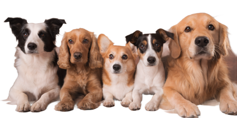 Group of different dog breeds sitting together and looking at the camera. Friendly dogs isolated on transparent background. Perfect for pet advertising, veterinary clinics, animal care concepts, and m