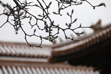 forbidden city beijing