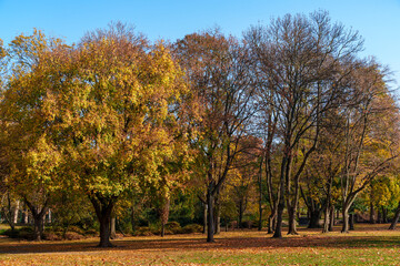 Fototapeta premium A city park on a bright autumn morning, sunlight and shadows, yellow and golden autumn leaves on the trees, beautiful nature.
