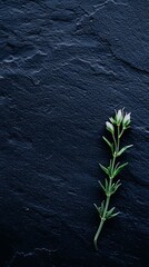 Fresh Tarragon Herb on Dusty Blue Background with Textured Wall