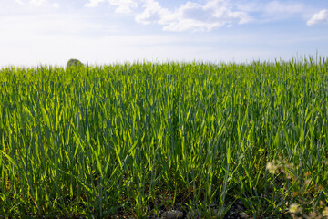 Feld mit Gerste und Roggen im Fr&uuml;hling