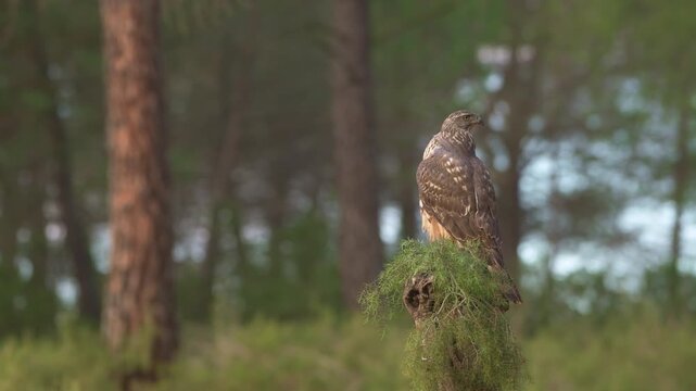 Common Goshawk (Accipiter gentilis) with its prey in Spanish forest - 4K stock video