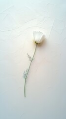 Elegant White Flower Stem with Soft Diffused Background