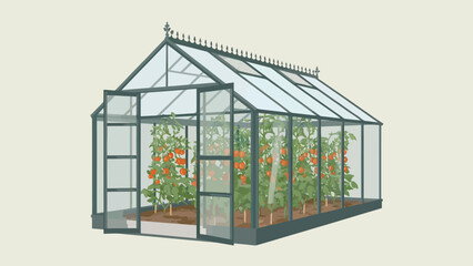 Greenhouse with tomato plants growing indoors