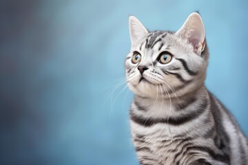 Fototapeta premium Adorable tabby kitten gazing upwards with wide eyes, conveying a sense of wonder and innocence against a vibrant blue backdrop