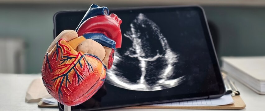 Model of a human heart with echocardiogram displayed on a tablet
