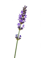 Obraz premium Vibrant purple sprig of aromatic fresh lavender flowers isolated cleanly against a white studio background, highlighting scent and natural beauty, wellness, minimalist, ingredient