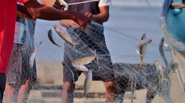 Group of fishermen pull a gill net on a beach and remove small fish from the mesh. Morning light and sea background show traditional coastal work.