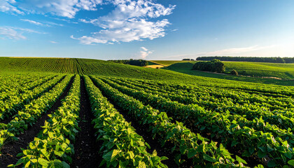 Agricultural landscape with endless rows of green crops under a bright blue sky agriculture