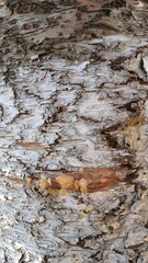 Texture of a Neem tree