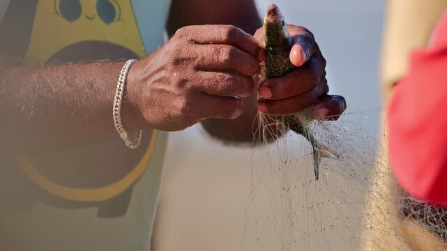 Close-up of fisherman&rsquo;s hands carefully untangling a small fish from a net near the sea. Warm sunlight and shallow depth of field focus on detail.