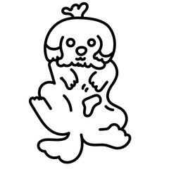 cute chizu dog lay down