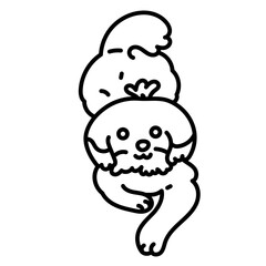 cute chizu dog lay on ground