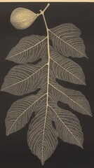 Silhouette of Fig Leaf and Bud on Chalky Dark Backdrop