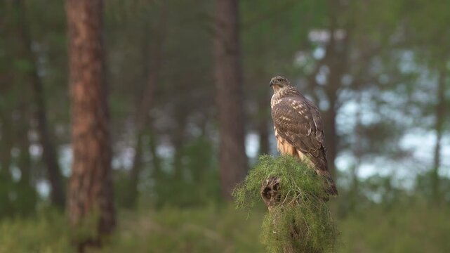 Common Goshawk (Accipiter gentilis) with its prey in Spanish forest - 4K stock video