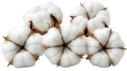 Fluffy white cotton balls on brown stems against black