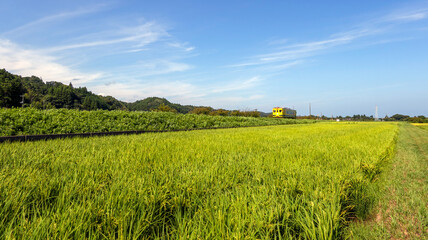 夏の田んぼと鉄道車両