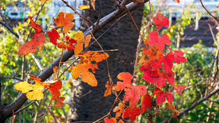 色付いたサクラの葉