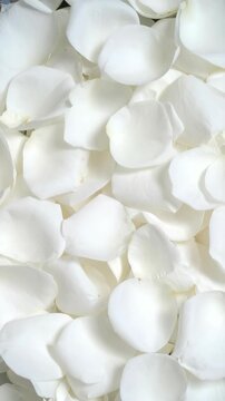 Close-up of plentiful delicate pure white rose petals create a lush, romantic backdrop, perfect for weddings and sophisticated events.