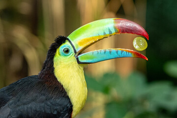 Keel-billed Toucan Catching a Grape - Close-Up of Colorful Rainbow Beak © Carismarkus