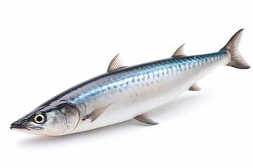 Obraz premium Single fresh barracuda lying on white background, ready to be cooked