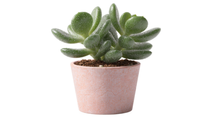 Small Green Jade Succulent Plant in a Simple Ceramic Pot