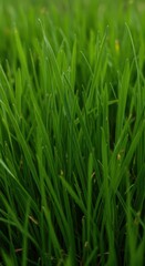 Obraz premium Close-up view of vibrant green blades of grass forming a seamless texture, suggesting freshness and outdoor environment, horizontal, lush, wallpaper