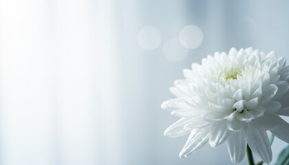 Obraz premium 白い背景に映える純白の菊の花のクローズアップフローラル静物写真