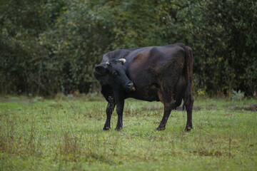 Black cow grooming itself in green pasture