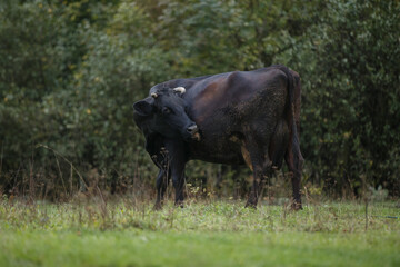 Black cow licking back in green pasture
