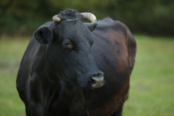 Black cow standing in green pasture