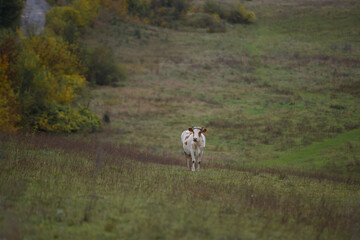 Fototapeta premium Cow standing in pasture looking at camera