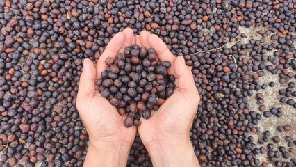Dried Coffee Beans in Hands During Natural Sun Drying Process