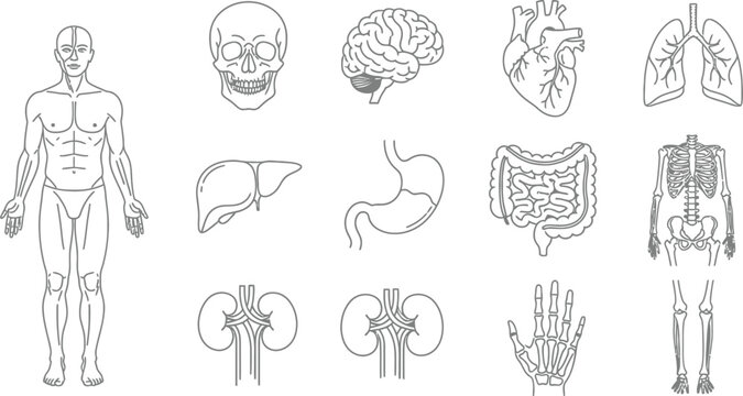 Set of black and white line art icons depicting the major human organs skeletal structure and anatomy outline